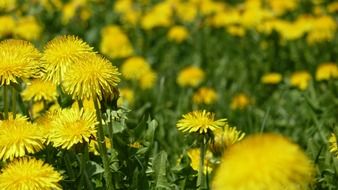 a group of yellow dandelions on a wild field