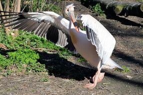 pelican tropical bird majestic portrait