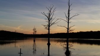tree trunks in a swamp at sunset