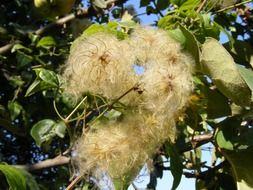 White hairy clematis seeds