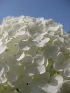 lush white hydrangea under the bright sun