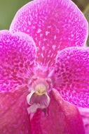 pink with white orchid flower center, macro