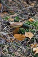 brown chestnut boletus among the dry leaves