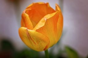 yellow tulip close up