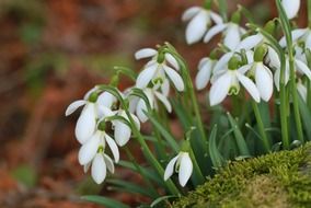 fascinating snowdrop