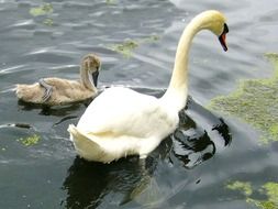 family of swan swim in the river