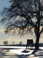 wintry tree in the evening sun