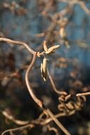catkins of a corkscrew hazel