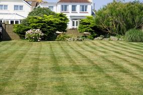 lawn grass on the field