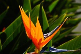 bird of paradise flower colorful petals