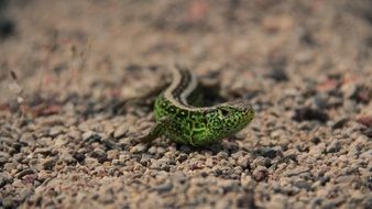 green lizard on earth in nature