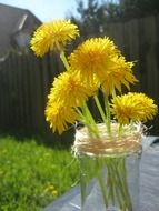 closeup photo of dandelion yellow flower in glass