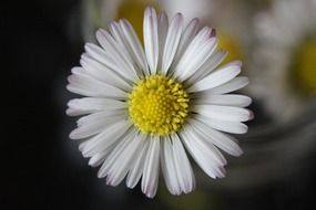 closeup of a white daisy flower