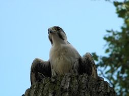 peregrine falcon in a forest