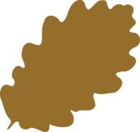 drawing green oak leaf
