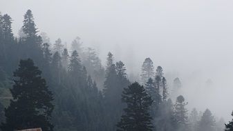 Beautiful pine forest on the mountain side in fog, USA, Georgia