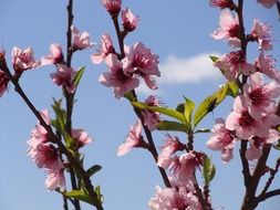 almond branches with flowers