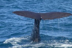 Sperm whale tail on the water close-up