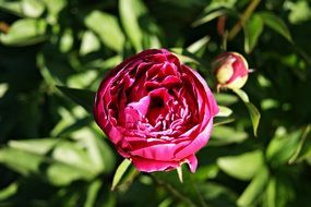 purple peony flower with bud at sun