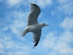 wild gull flies high in the sky