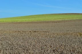 the cultivation of wheat agriculture