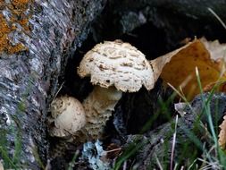 wild mushrooms near a tree