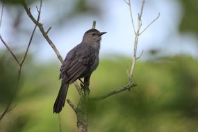 sparrow on a dry branch