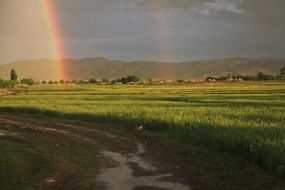 rainbow after rain on meadow