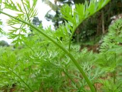 green foliage of a garden plant
