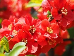 red flowers of blooming quince