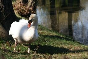 swan romance lake