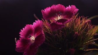 pink sweet william flowers in nature