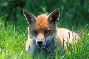 red fox on green grass under the bright sun