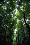 landscape of green Bamboo in the forest