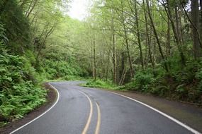 highway turn in the forest