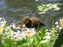 little duckling on the water