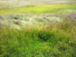 Green meadow with flowers