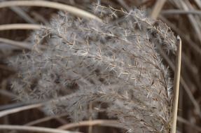 macro photo of reed grasses