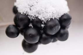black berries under the snow in New Zealand