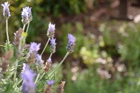 violent lavender garden