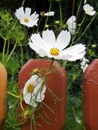 white flowers near the fence