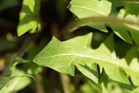 green dandelion plant macro view