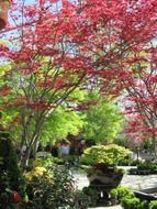 red Bush in the garden