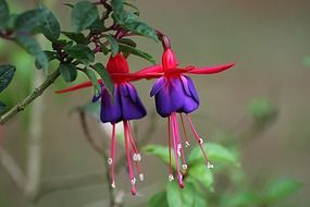 two violet-pink fuchsias