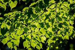 A tree branch with green leaves in the forest