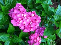 pink hydrangea blooming in garden