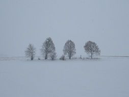 four trees on a winter field