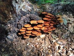 brown mushrooms tree