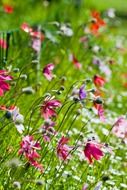 fascinating flowers wild