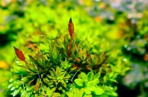 bright green lichen close up